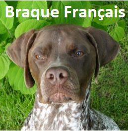 CHIOT BRAQUE FRANCAIS PYRENNES