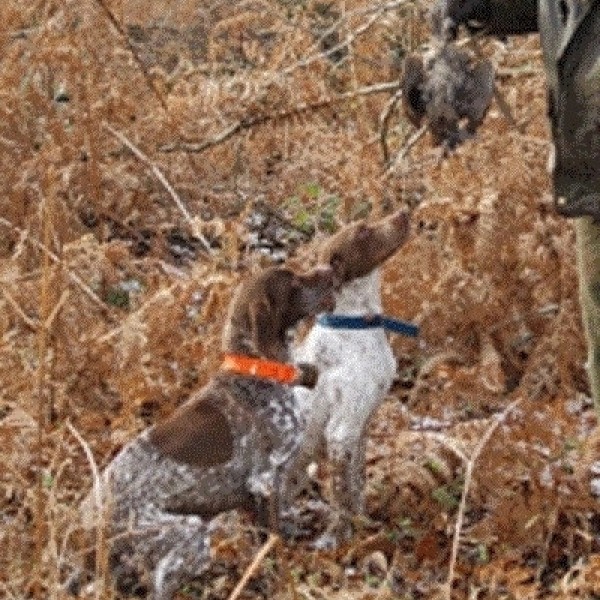 Chassez avec un braque Français