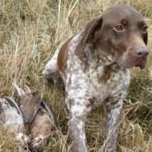 Chassez avec un braque Français