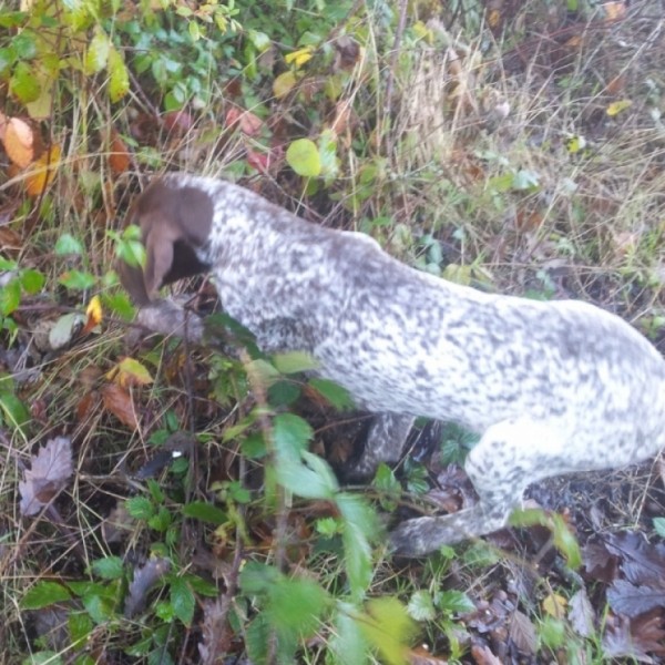 Chassez avec un braque Français