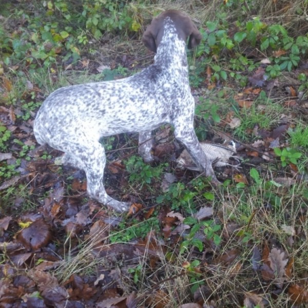 Chassez avec un braque Français