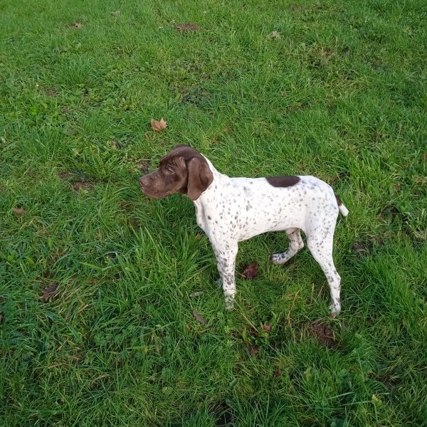 chien de chasse dressé a la chasse. Chien