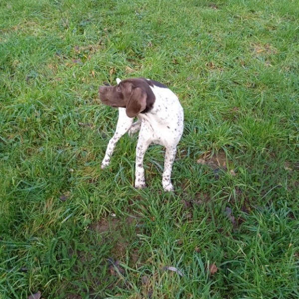 chien de chasse dressé a la chasse. Chien
