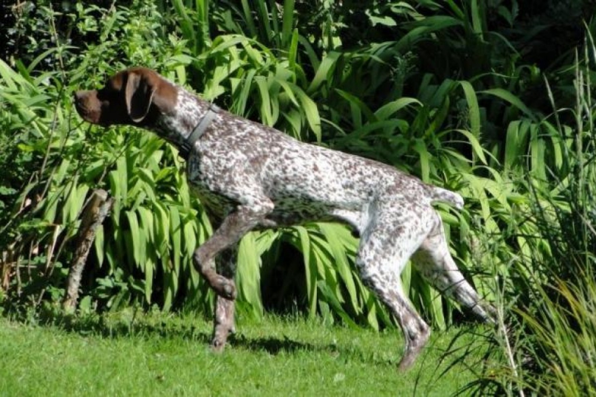 Chien mâle Braque Français : Iris de la