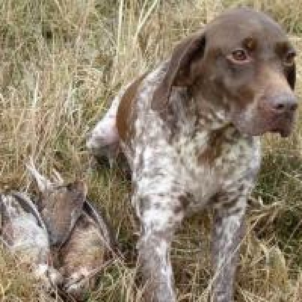 Chienne Braque Français Type pyrénées