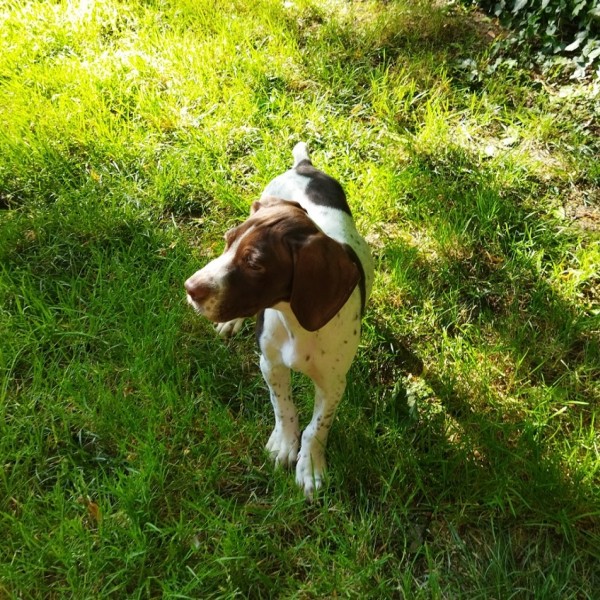 Chiot Braque Francais disponible