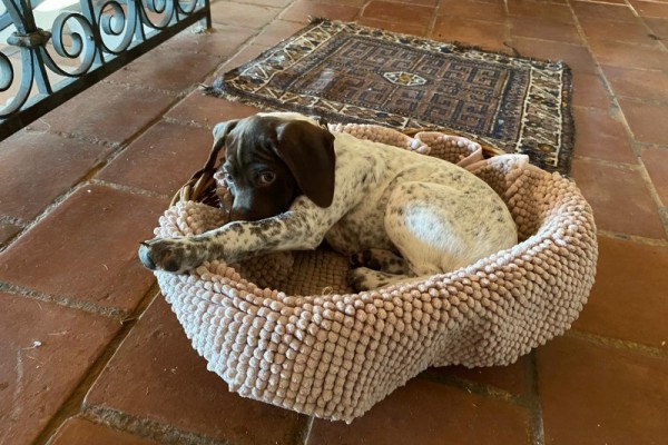 Chiot braque francais femelle