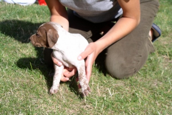 Chiot Braque Français femelle