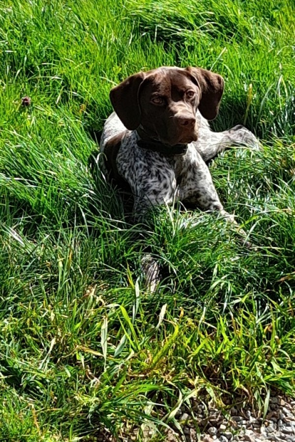 Chiot braque francais pyrénées femelle