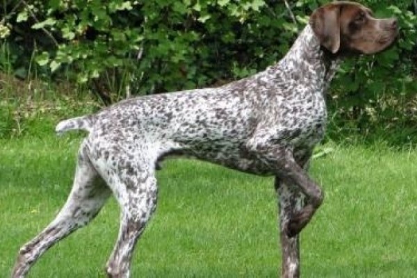 Chiot braque francais typ epyrénées