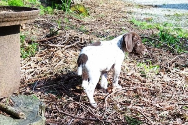 Chiot braque Français type Pyrénées