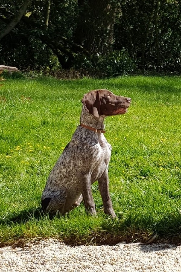Chiot Braque Français type Pyrénées 6
