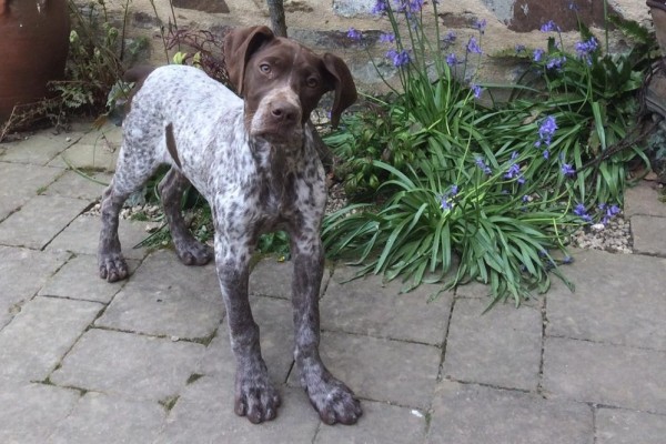 Chiot braque Français type Pyrénées |