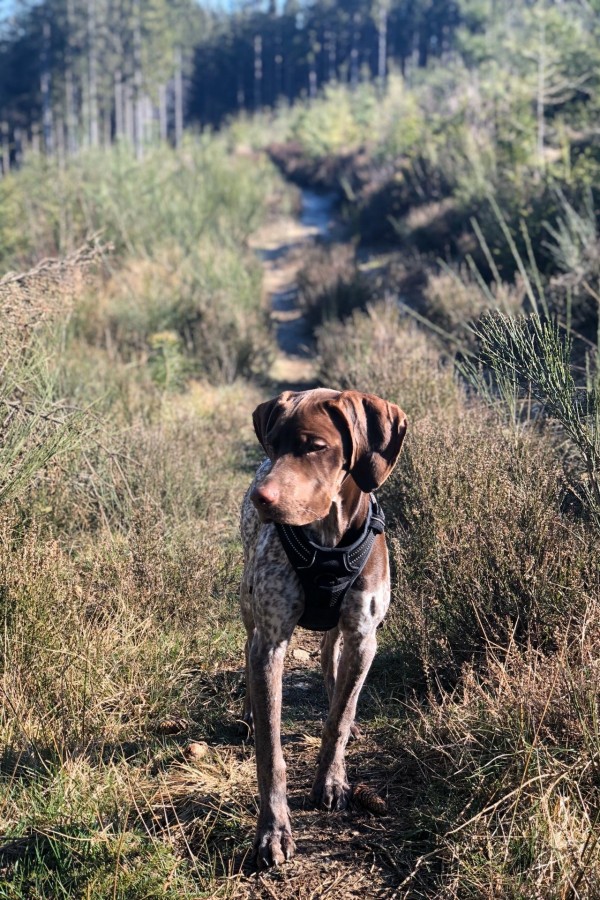 Chiot braque français type pyrénées
