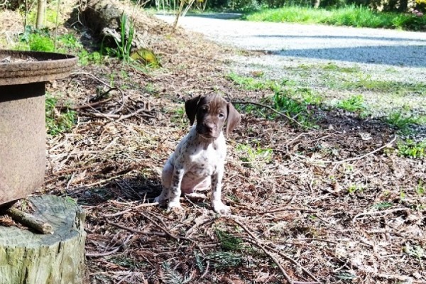 Chiot braque Français type Pyrénées mâle
