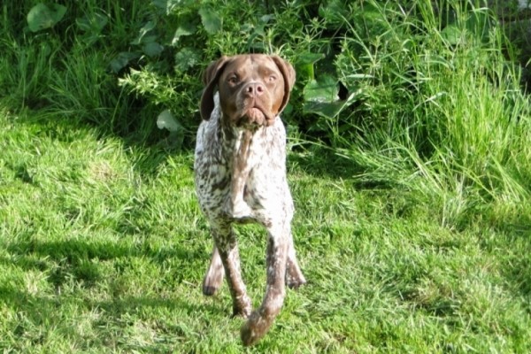 Chiot Braque Français type pyrénées petite