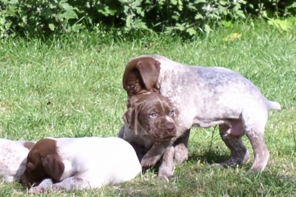 Chiot Braque Français type Pyrénées Petite