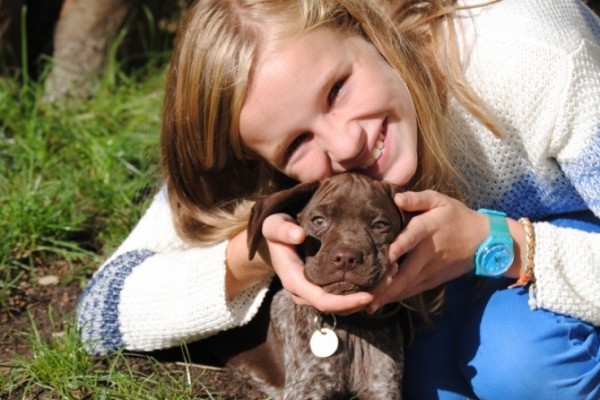 Chiot disponible Braque Français de petite