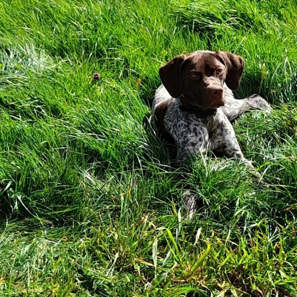 Chiot femelle Braque Français de type Pyrénnes