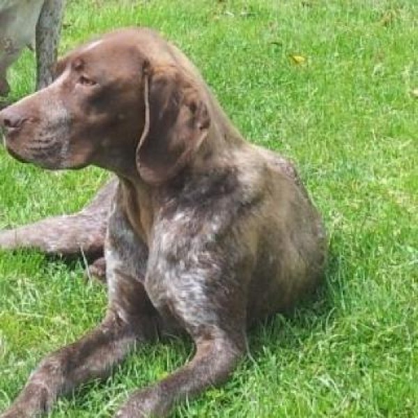 Chiot femelle Braque Français de type Pyrénnes