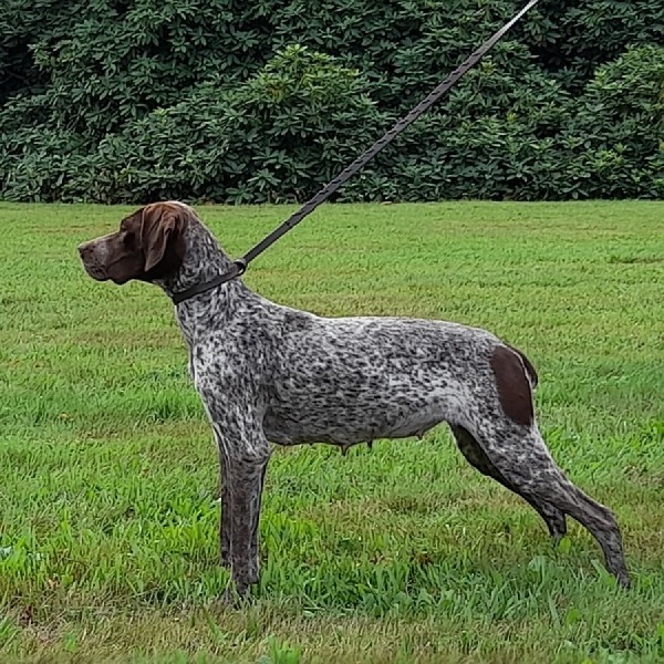 Chiot femelle Braque Français de type Pyrénnes