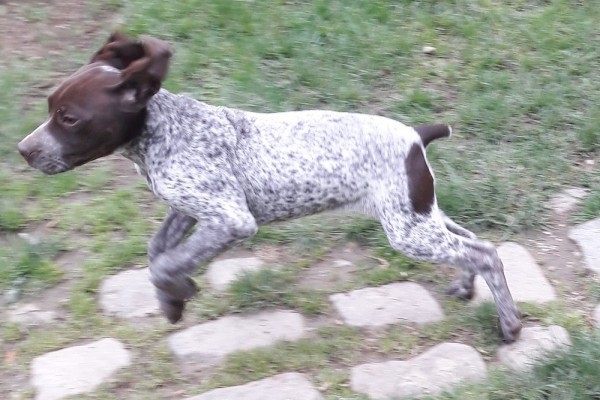 Chiot femelle Braque Français type Pyrénées