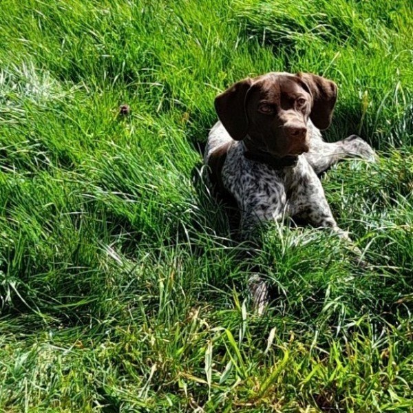 Chiots disponibles Braque Français Pyrénées