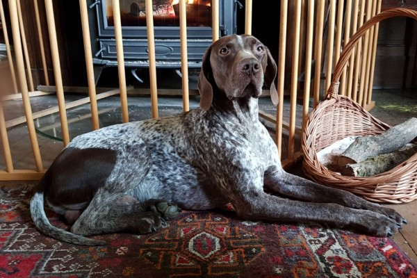 Chiots disponibles Braque Français Pyrénées