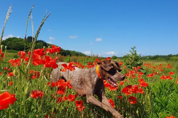 Chiots disponibles Braque Français Pyrénées