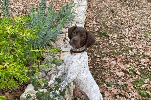 Chiots disponibles Braque Français Pyrénées