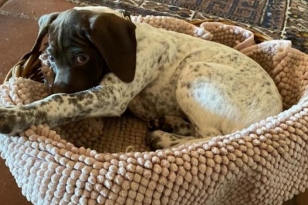 Chiots disponibles Braque Français Pyrénées