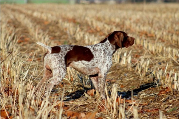 Chiots disponibles Braque Français Pyrénées