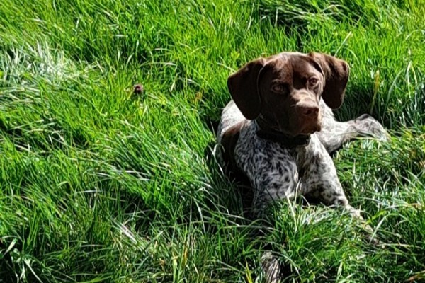 Chiots disponibles Braque Français Pyrénées