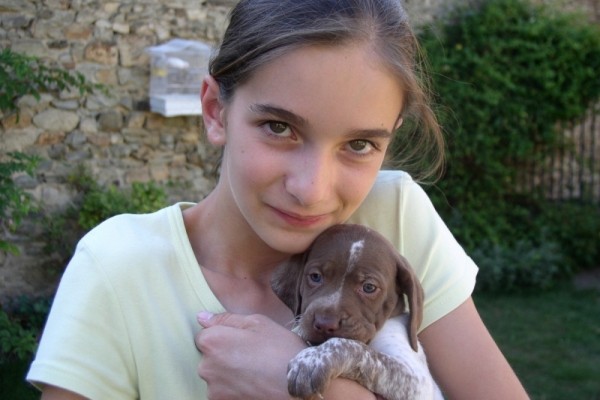 Dressage du chiot Braque Français type Pyrénées