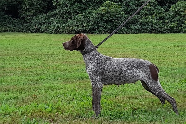 Femelle Braque Français Type Pyrénéees