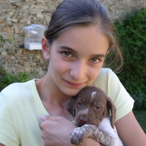 photo braque francais pyrennes