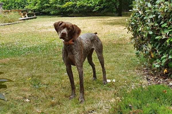 Photo de braque francais type pyrénées