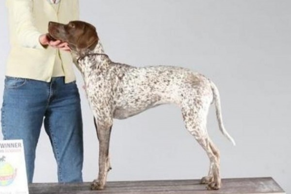 Photo de braque francais type pyrénées